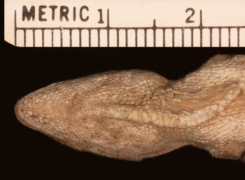 Media type: image;   Herpetology R-46516